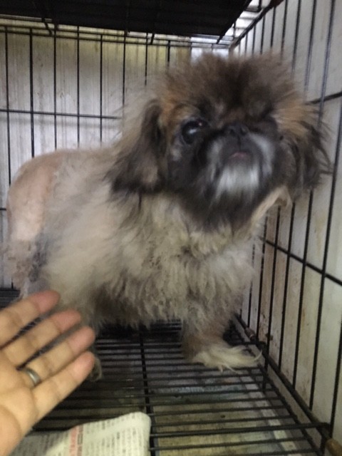 哀しい繁殖犬達 片目のペキニーズの女の子 Npo法人ペット里親会