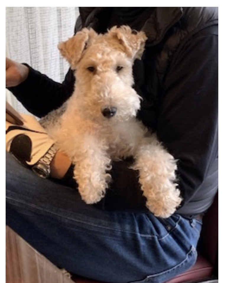 Boaちゃんお誕生日おめでとう Npo法人ペット里親会