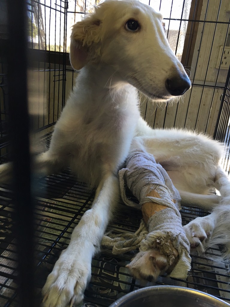 骨折のボルゾイの子犬の情報について Npo法人ペット里親会 骨折のボルゾイの子犬の情報について Npo法人ペット里親会