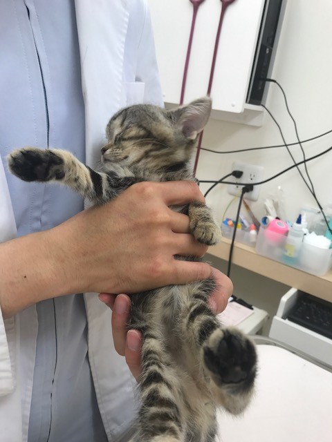 水頭症の2ヶ月の子猫 病院へ Npo法人ペット里親会