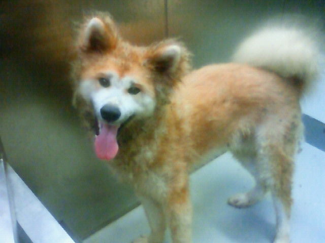 秋田犬 Mix Npo法人ペット里親会