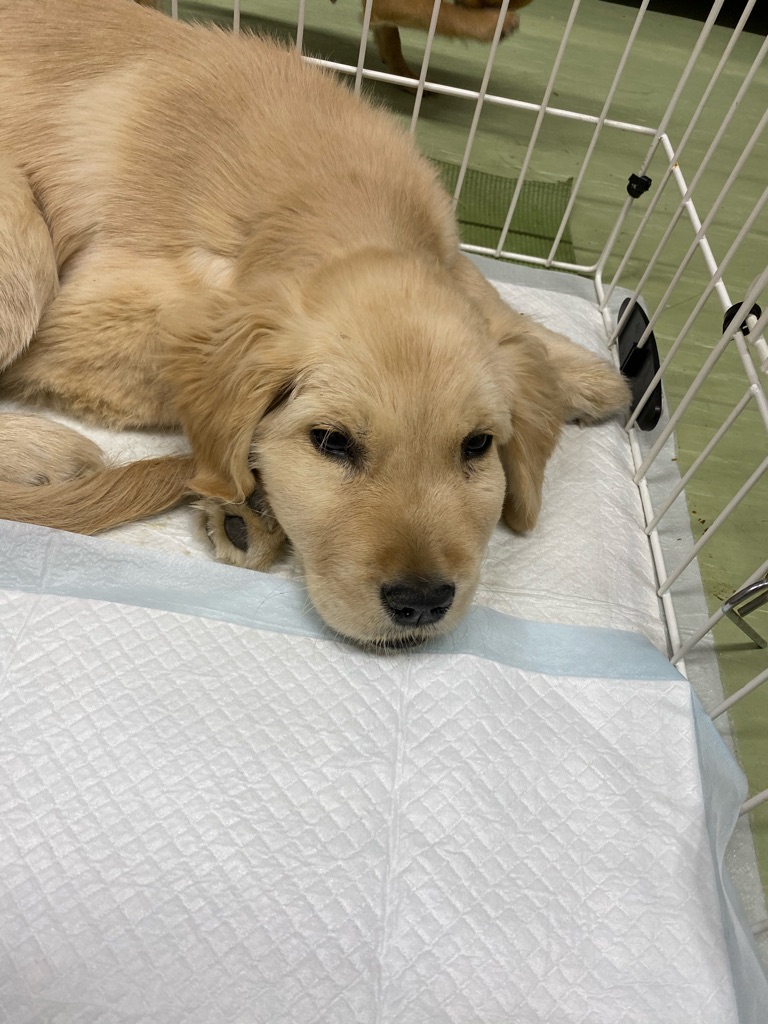 難病を持ったゴールデンクリス Npo法人ペット里親会