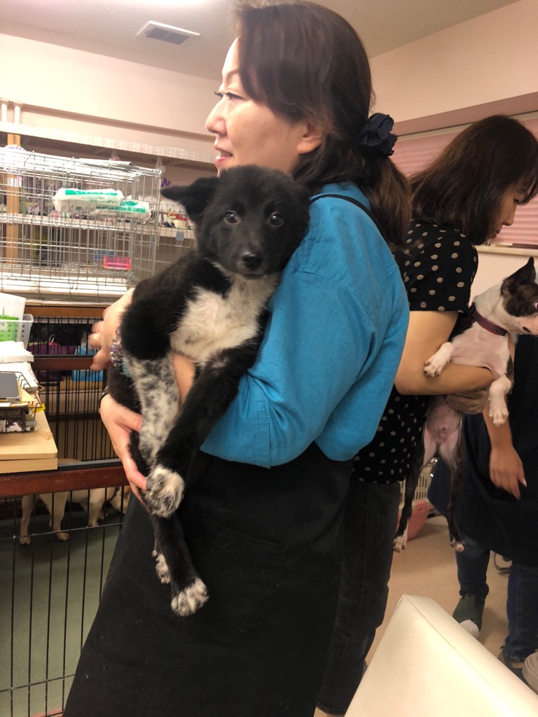 ボーダーコリーの子犬 里親募集です シェアのご協力をお願い致します Npo法人ペット里親会 ボーダーコリーの子犬 里親募集です シェアのご協力をお願い致します Npo法人ペット里親会