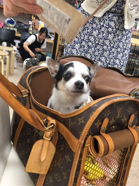 スモモちゃん 預かりママさんへu ェ U Npo法人ペット里親会