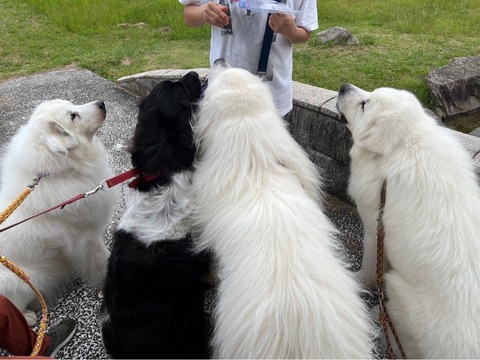 IMG_0898