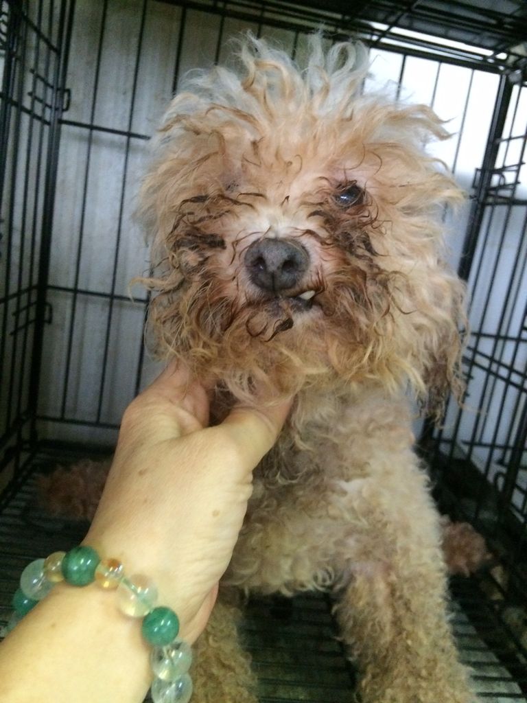 尻尾を噛み切るペキニーズ Npo法人ペット里親会