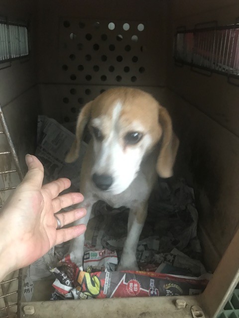 ビーグルの繁殖犬のお母さん 里親募集です シェアのご協力をお願い致します M M Npo法人ペット里親会 ビーグルの繁殖犬のお母さん 里親募集です シェアのご協力をお願い致します M M Npo法人ペット里親会