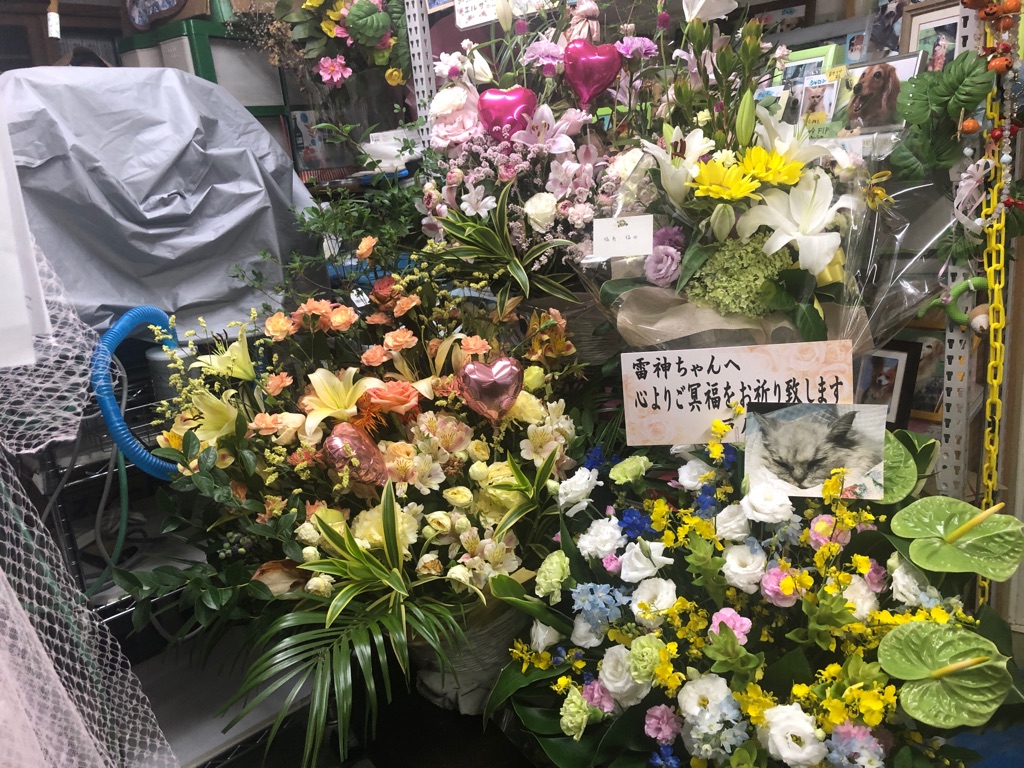 雷神ちゃんにまた 沢山のお花が届いています Npo法人ペット里親会