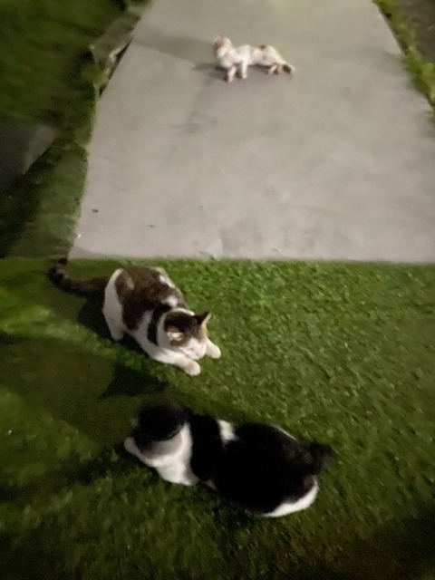 9A24E115-E827-4F80-97A4-354FE8449F6B