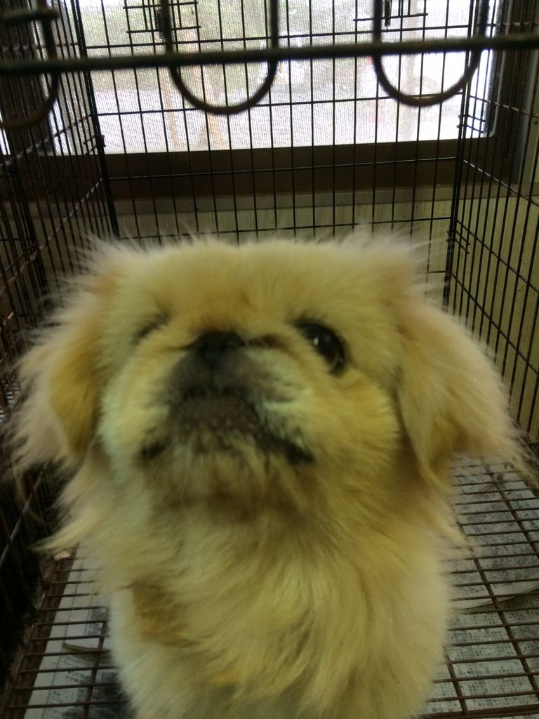 尻尾を噛み切るペキニーズ Npo法人ペット里親会