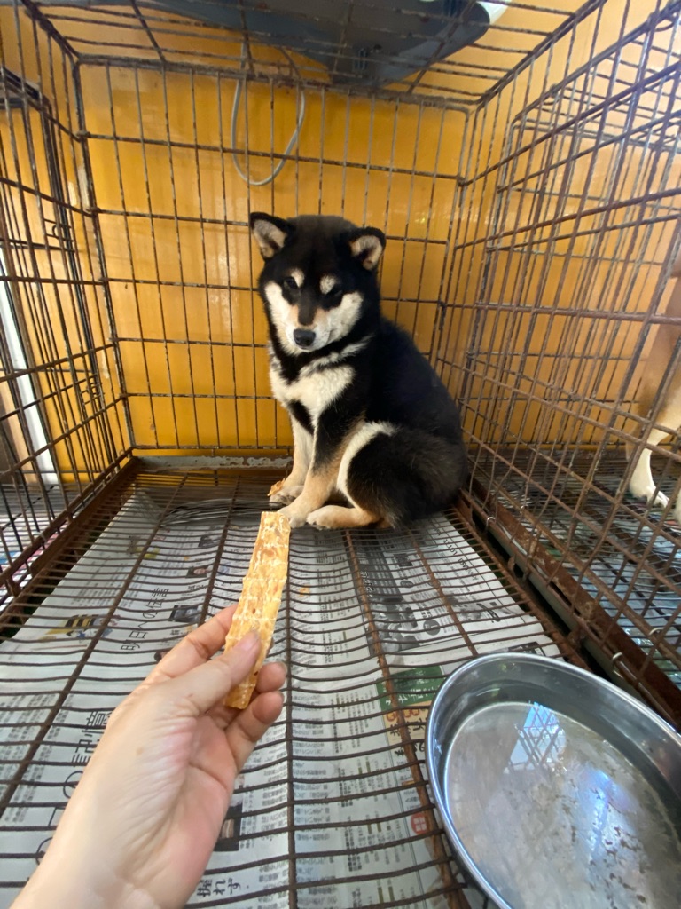 黒柴ちゃんとの約束を守りに Npo法人ペット里親会