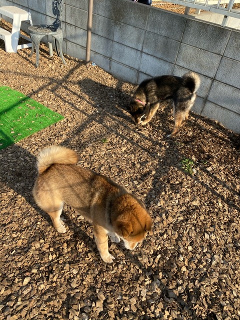 IMG_2343