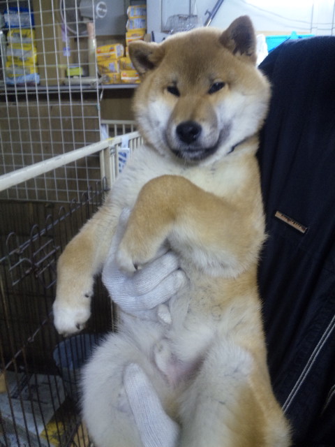柴犬 ぽんたくん いかがでしょう、 : NPO法人ペット里親会