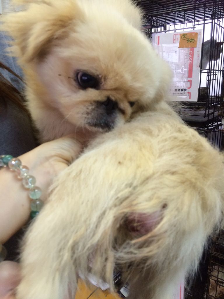 尻尾を噛み切るペキニーズ Npo法人ペット里親会