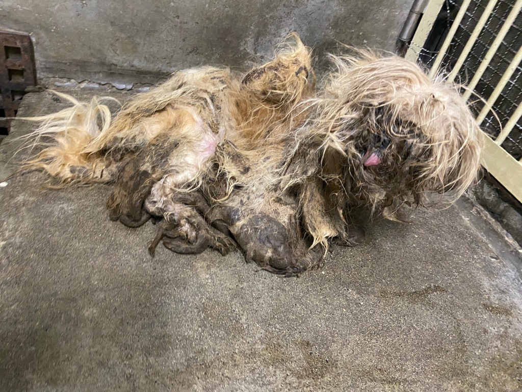 今日は急遽保健所の犬を引き出しに Npo法人ペット里親会