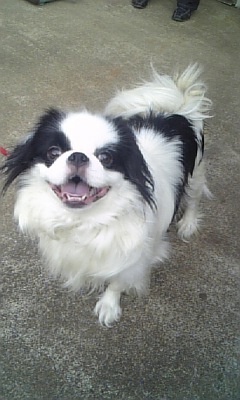 可愛い 狆の女の子も Npo法人ペット里親会