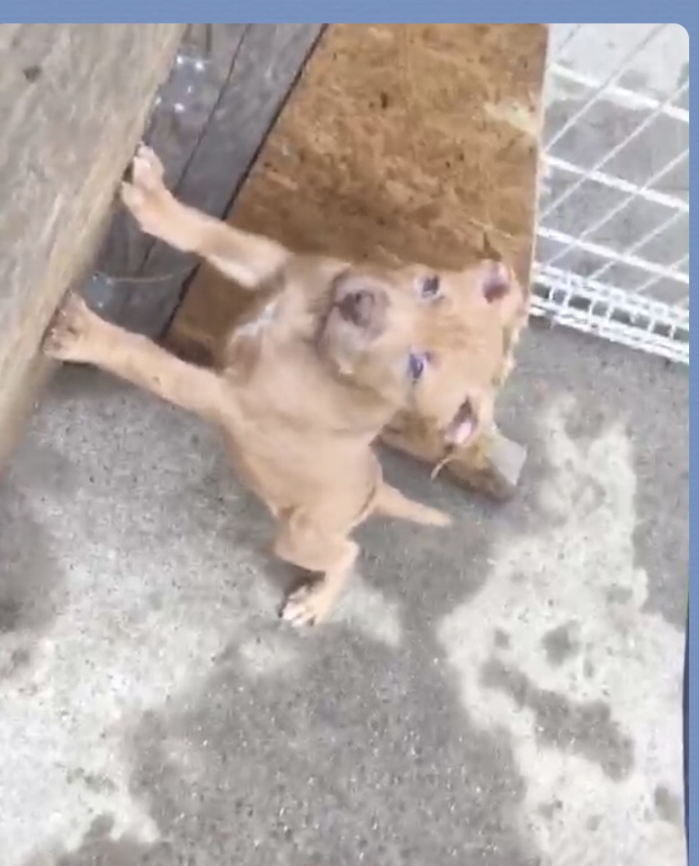 アメリカンピットブルテリアの募集です Npo法人ペット里親会