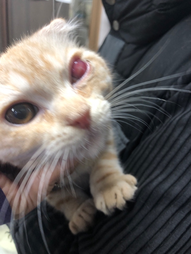 片目に障害のある スコティッシュの子猫 里親さん募集中です Npo法人ペット里親会 片目に障害のある スコティッシュの子猫 里親さん募集中です Npo法人ペット里親会