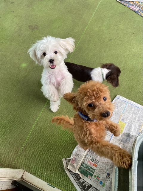 IMG_7252