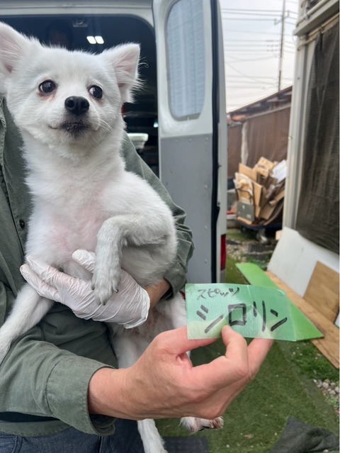 本日レスキューの犬達です🐶🐶🐶 : NPO法人ペット里親会
