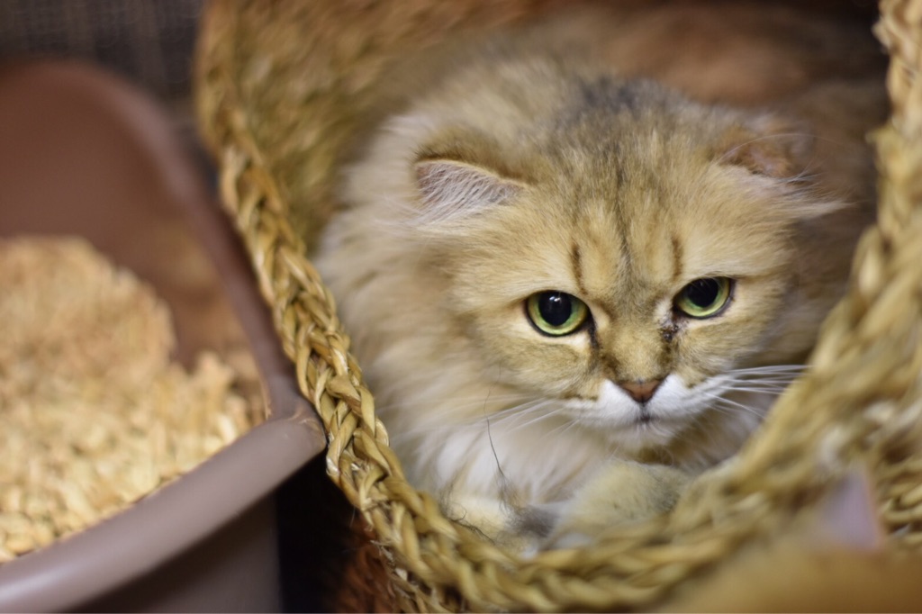 チンチラゴールデンの、レオナちゃん里親さん募集です。 : NPO法人