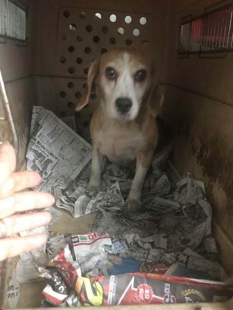 ビーグルの繁殖犬のお母さん 里親募集です シェアのご協力をお願い致します M M Npo法人ペット里親会 ビーグルの繁殖犬のお母さん 里親募集です シェアのご協力をお願い致します M M Npo法人ペット里親会