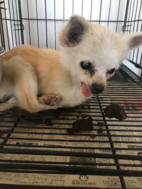 繁殖されていた 老犬達 Npo法人ペット里親会