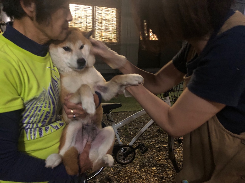 暗闇からレスキューされた柴犬 Npo法人ペット里親会
