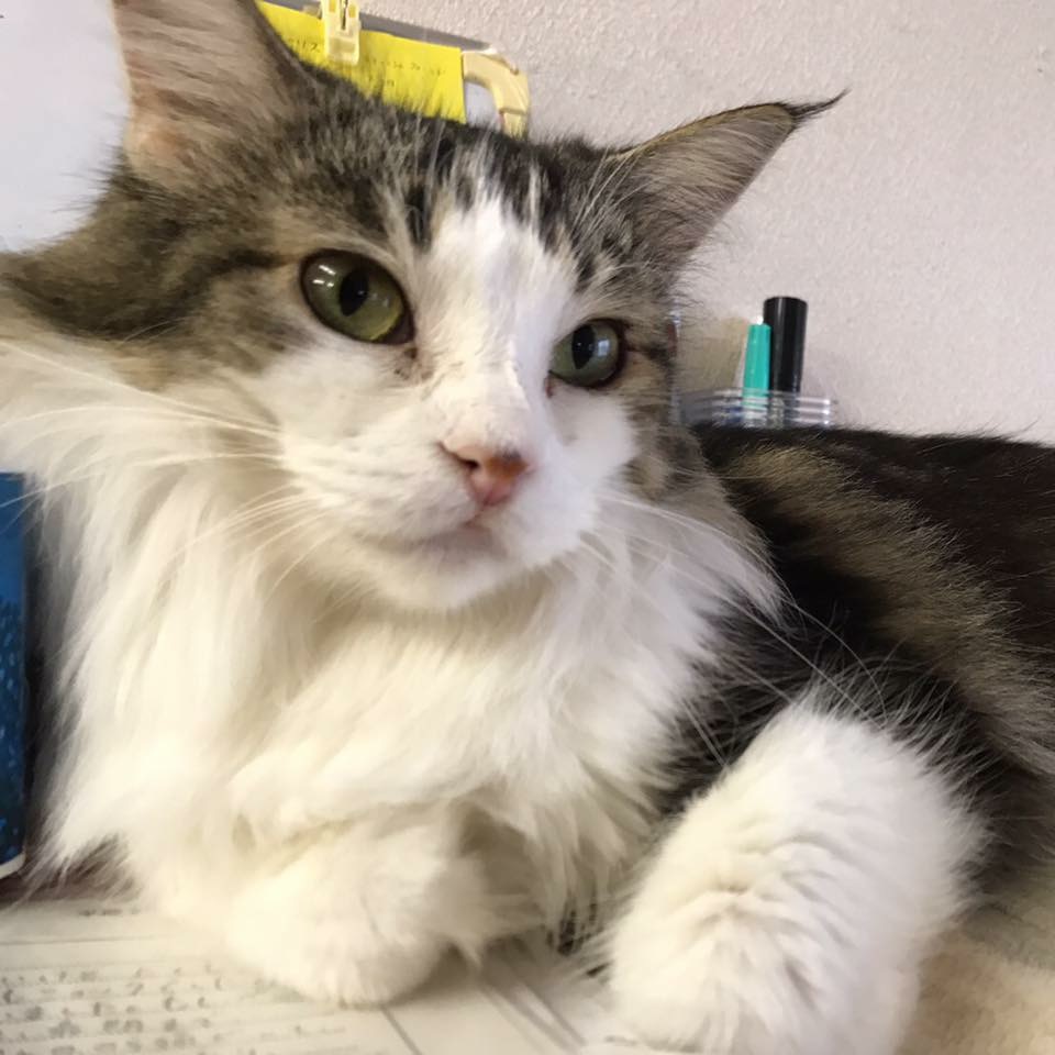 猫ちゃんの里親さん募集 調布市のラフスペースさんです シェアをお願い致します Npo法人ペット里親会