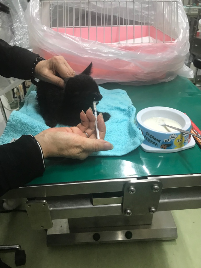 久しぶりにノミの大群を見ました Npo法人ペット里親会