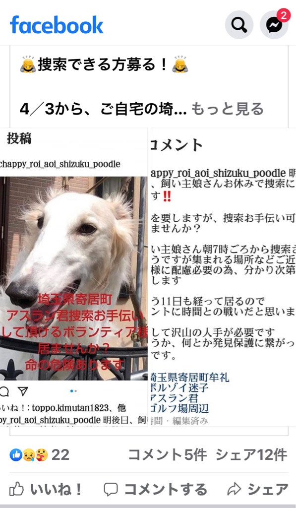 迷子のボルゾイ アスランの捜索 Npo法人ペット里親会 迷子のボルゾイ アスランの捜索 Npo法人ペット里親会