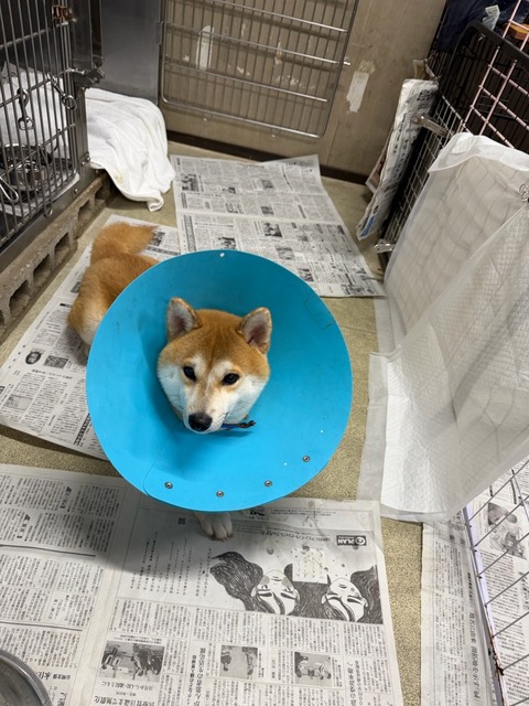 IMG_9515
