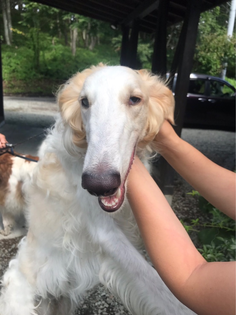 全盲のボルゾイ ジンジャー君の軽井沢通信 Npo法人ペット里親会