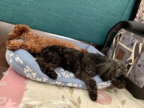 IMG_8300