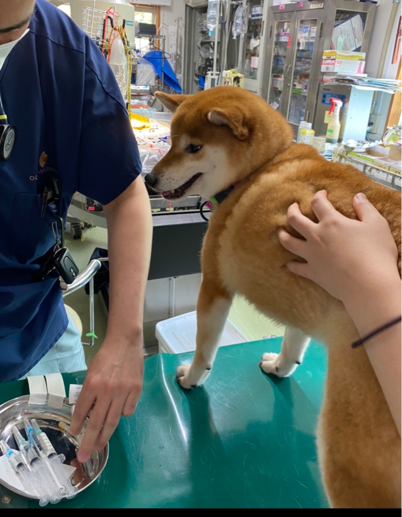 今日もクリニックでは避妊手術になって居ます Npo法人ペット里親会 今日もクリニックでは避妊手術になって居ます Npo法人ペット里親会
