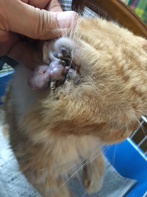 悲惨な繁殖猫達、耳から腫瘍が、、、 : NPO法人ペット里親会