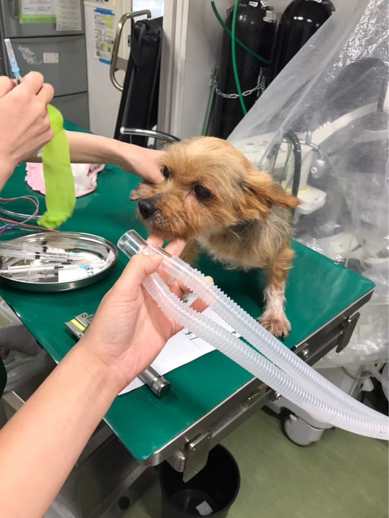 子宮がボロボロになっていた繁殖犬のお母さん マリアちゃん Npo法人ペット里親会 子宮がボロボロになっていた繁殖犬のお母さん マリアちゃん Npo法人ペット里親会