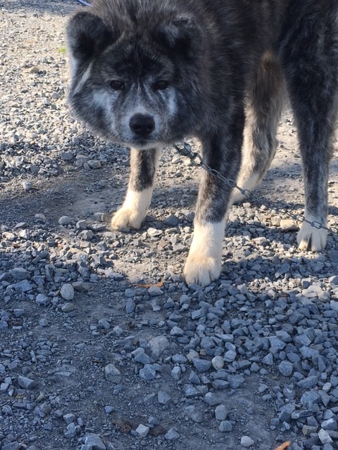 秋田犬 藤丸 一歳里親さん募集です Npo法人ペット里親会 秋田犬 藤丸 一歳里親さん募集です Npo法人ペット里親会