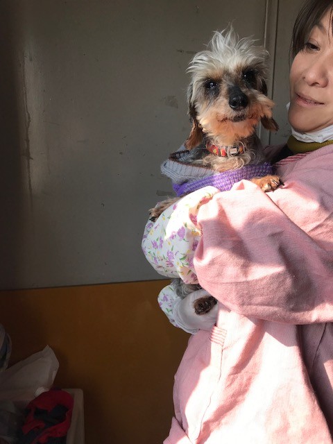 ワイヤーダックスのハンナちゃん里親さん募集です Npo法人ペット里親会