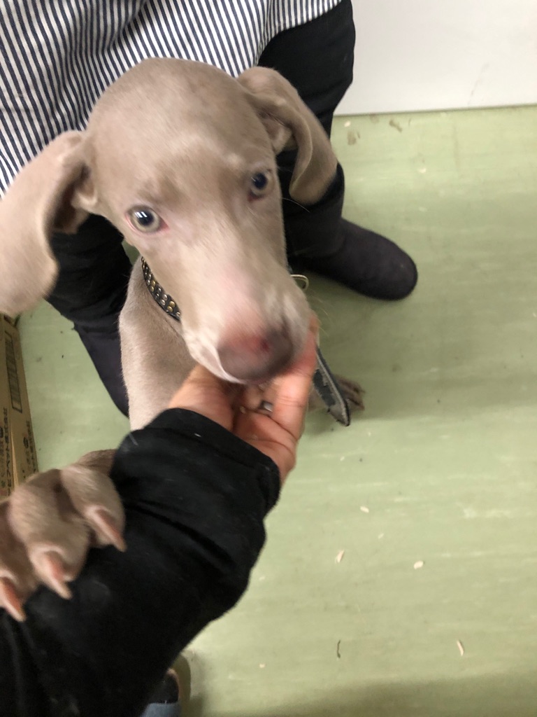 個人放棄の ワイマラナーの女の子 Npo法人ペット里親会