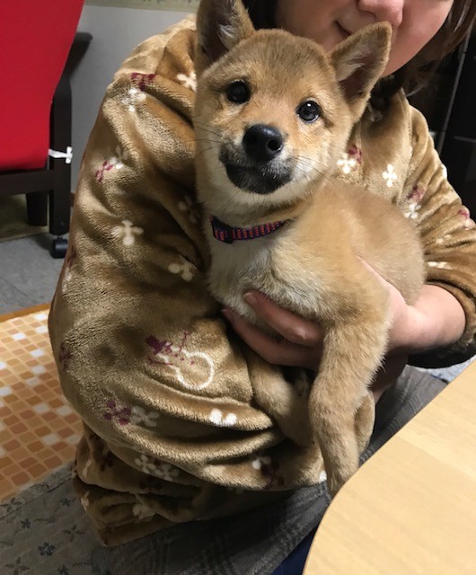 柴犬 豆太郎のトライアルです Npo法人ペット里親会 柴犬 豆太郎のトライアルです Npo法人ペット里親会