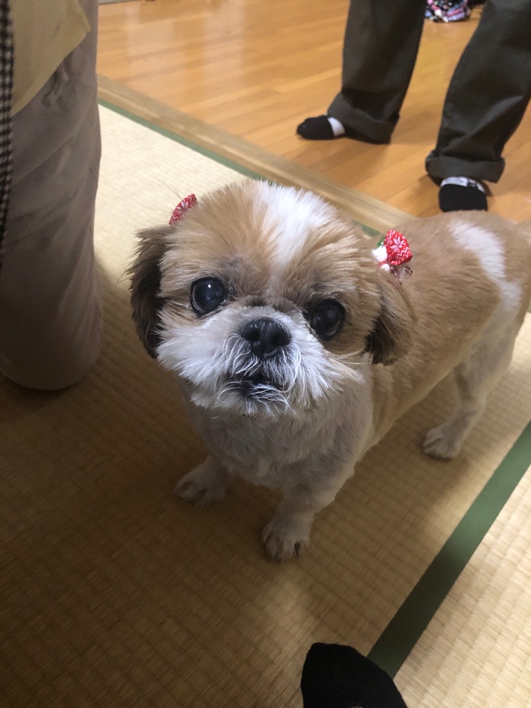 家族を無くしたシーズー達 Npo法人ペット里親会 家族を無くしたシーズー達 Npo法人ペット里親会