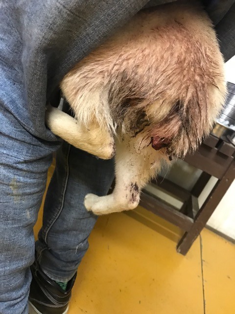 尻尾を噛み切った柴犬の子犬 Npo法人ペット里親会