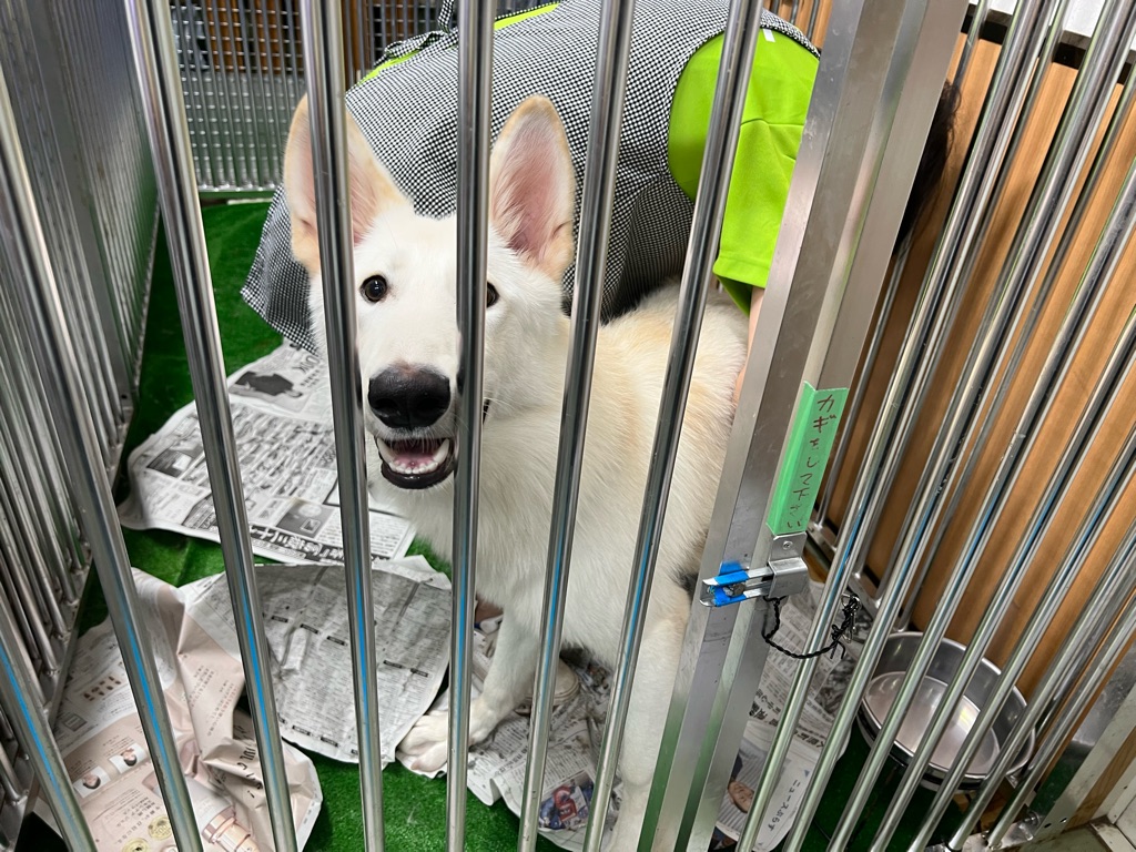 今夜はシリア 国旗知ってる Npo法人ペット里親会