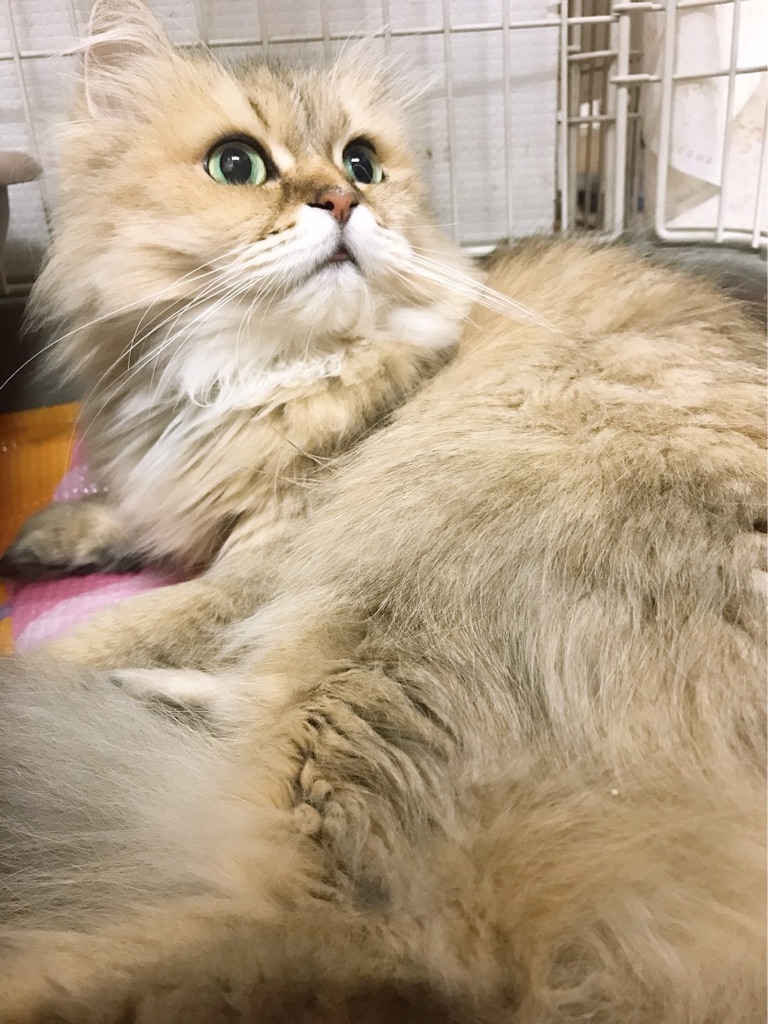 チンチラゴールデンの、レオナちゃん里親さん募集です。 : NPO法人 