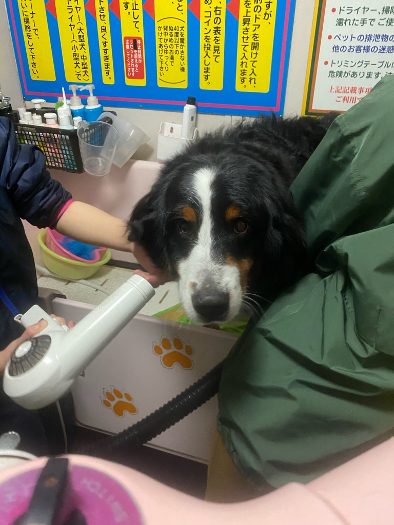 昨夜のシェルター通信です Npo法人ペット里親会