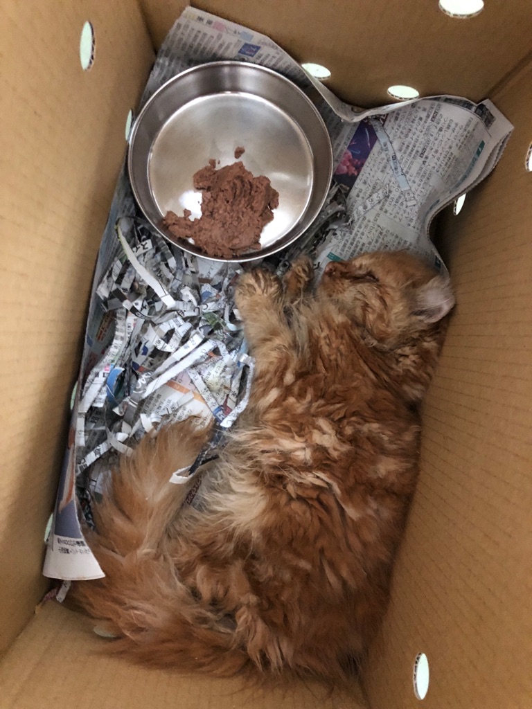 看取り覚悟の アメリカンカールの子猫 Npo法人ペット里親会