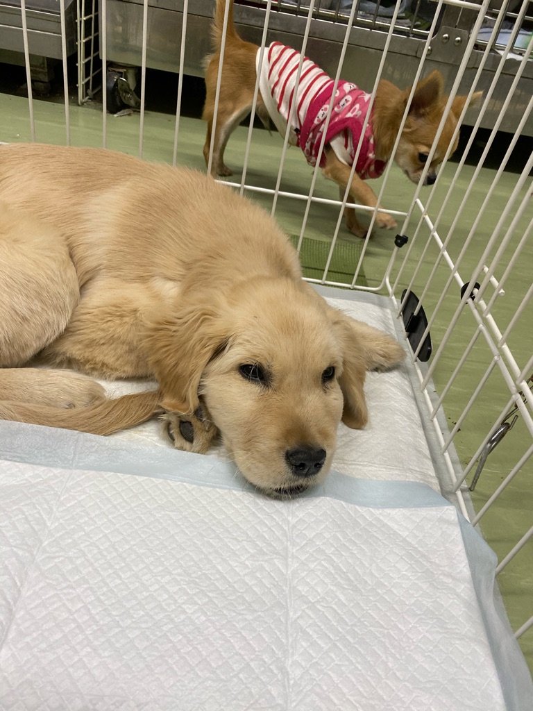 難病を持ったゴールデンクリス Npo法人ペット里親会