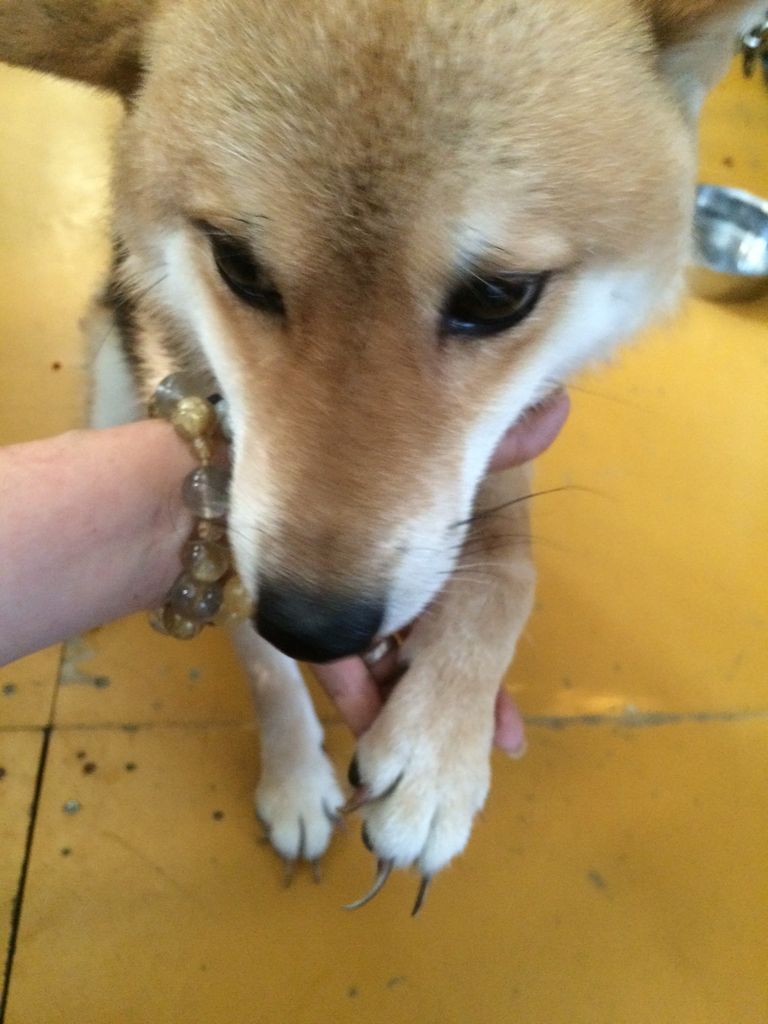 悲しい繁殖犬達 網の上で暮らす柴犬 Npo法人ペット里親会 悲しい繁殖犬達 網の上で暮らす柴犬 Npo法人ペット里親会