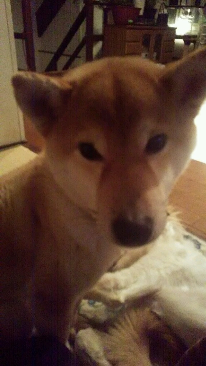 シッポの短い柴犬 太陽君の里親さん募集中です Npo法人ペット里親会 シッポの短い柴犬 太陽君の里親さん募集中です Npo法人ペット里親会